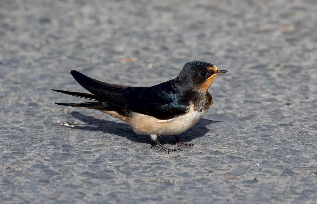 Swallow, 1/2000 sec, f/7.1, 500 mm, ISO 640