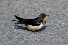 Swallow, 1/2000 sec, f/7.1, 500 mm, ISO 640