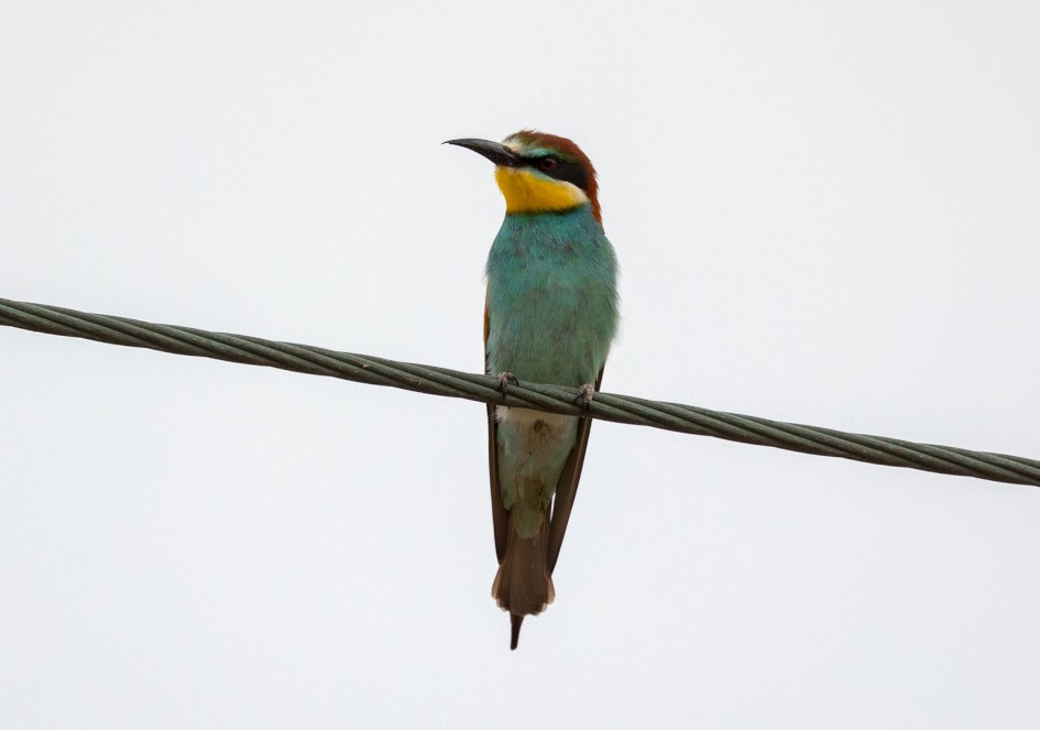 Bee-eater , 1/640 sec, f/7.1, 500 mm, ISO 800