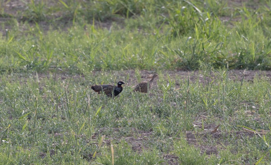Black Francolin, 1/500 sec, f/7.1, 500 mm, ISO 500