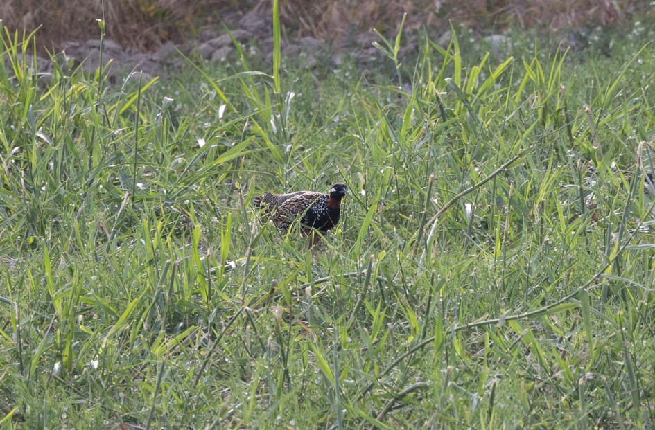 Black Francolin , 1/500 sec, f/7.1, 500 mm, ISO 640