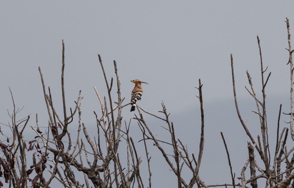 Hoopoe, 1/640 sec, f/7.1, 500 mm, ISO 100