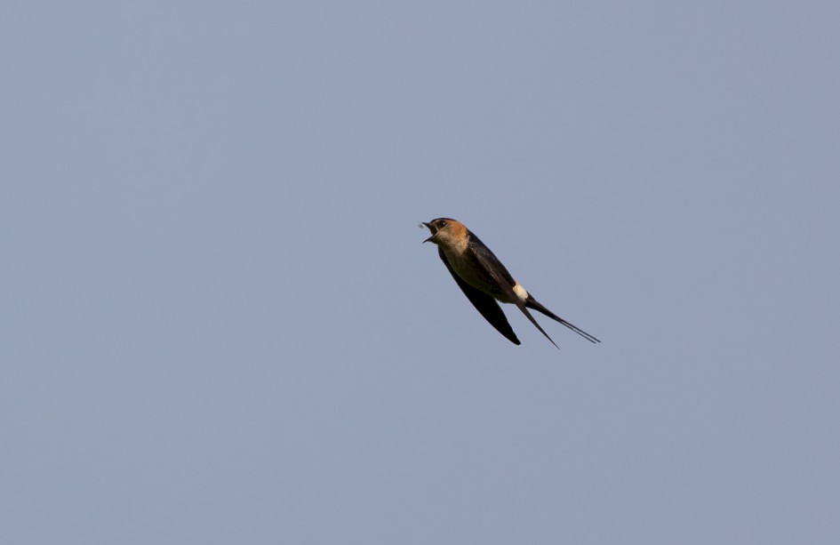 Red-rumped Swallow, 1/2500 sec, f/7.1, 500 mm, ISO 320