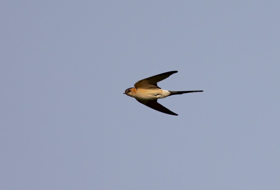 Red-rumped Swallow , 1/2000 sec, f/7.1, 500 mm, ISO 320
