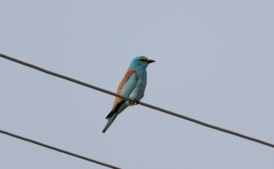 Roller, 1/2500 sec, f/7.1, 500 mm, ISO 400
