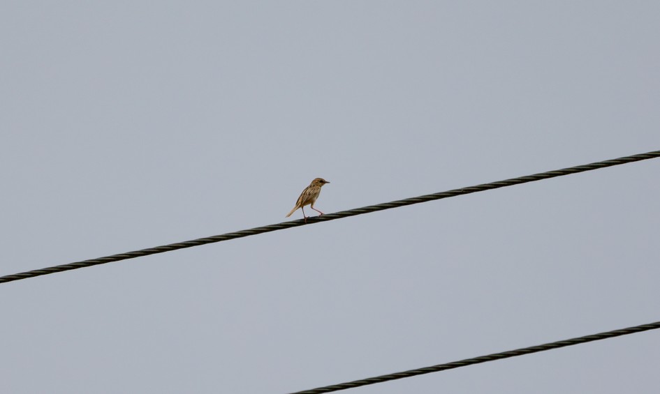 Zitting Cisticola, 1/1000 sec, f/7.1, 500 mm, ISO 100