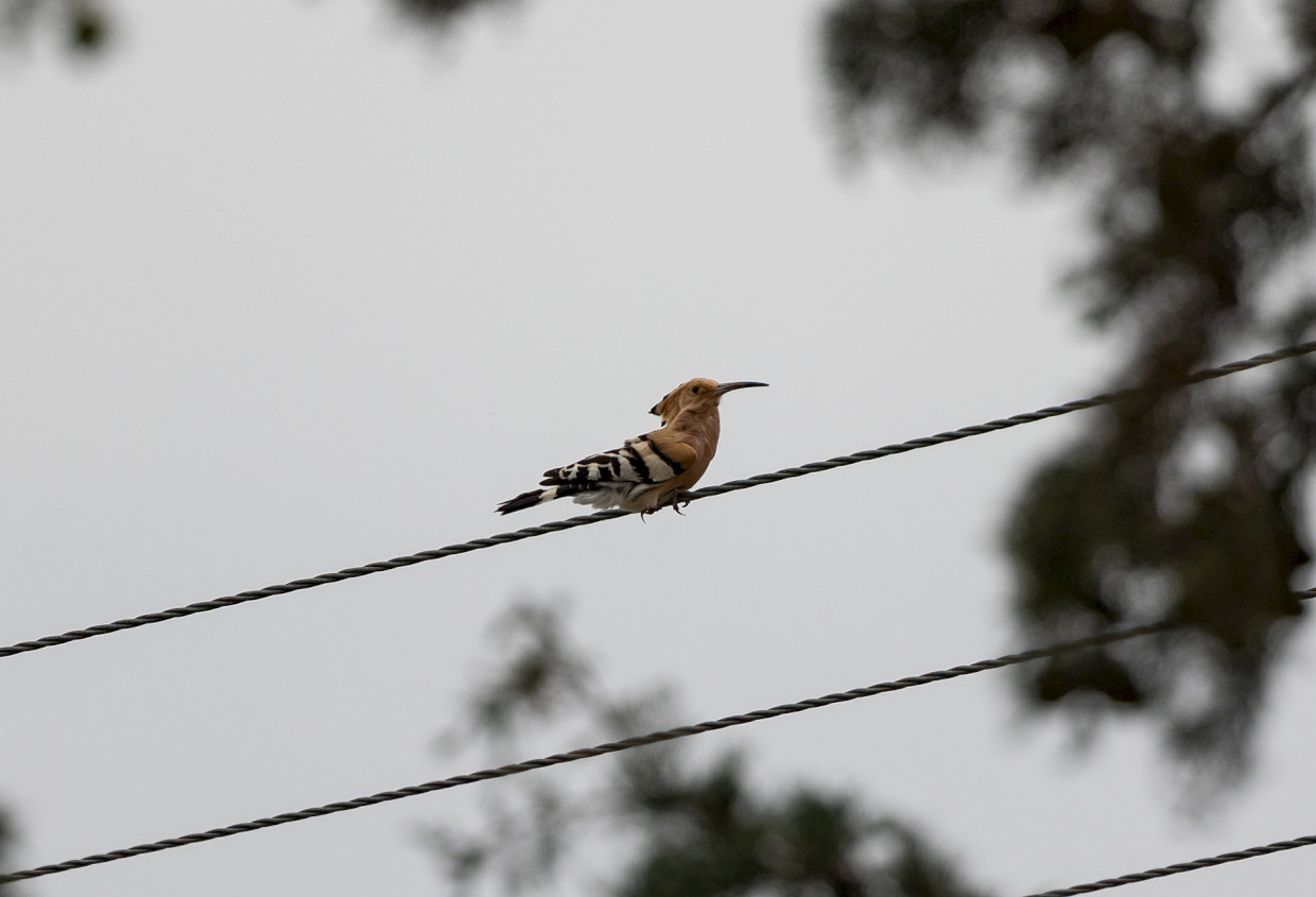 Hoopoe, 1/500 sec, f/7.1, 500 mm, ISO 100