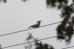 Hoopoe, 1/500 sec, f/7.1, 500 mm, ISO 100