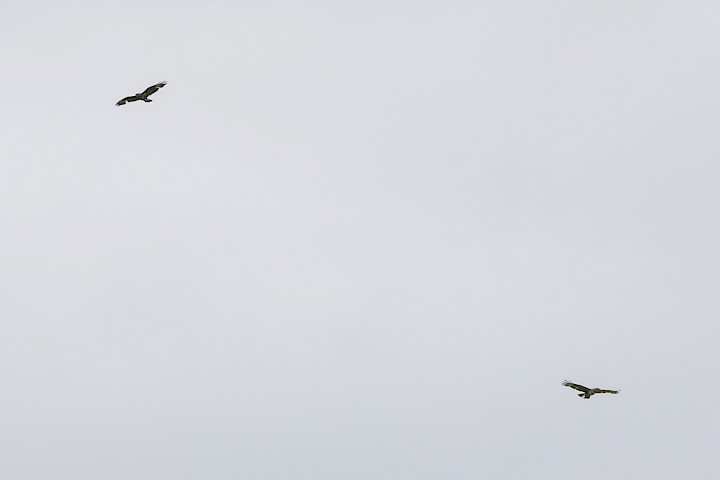 Buzzards, 1/500 sec, f/7.1, 500 mm, ISO 125