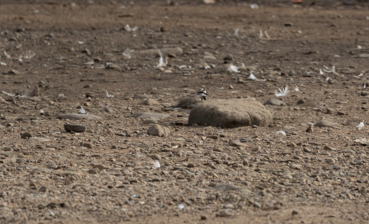 Little Ringed Plover, 1/500 sec, f/7.1, 500 mm, ISO 160