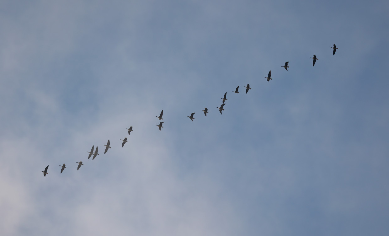 Pinkfeet, 1/1000 sec, f/5.6, 343 mm, ISO 100