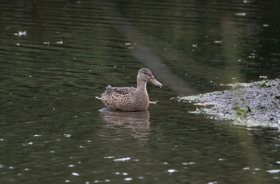 Shoveler, 1/640 sec, f/7.1, 500 mm, ISO 2500