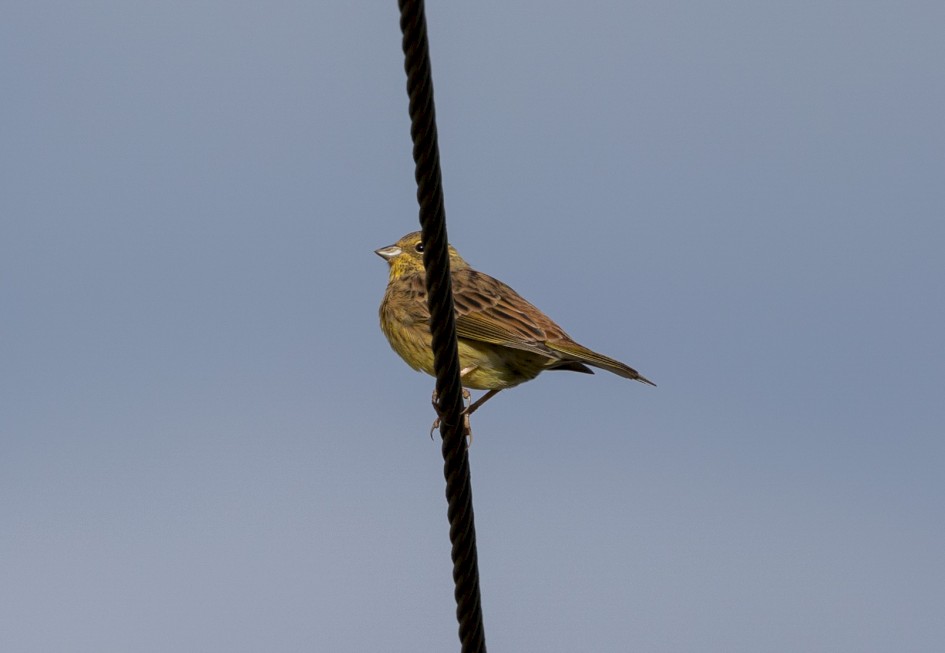 Yellowhammer, 1/640 sec, f/7.1, 500 mm, ISO 100