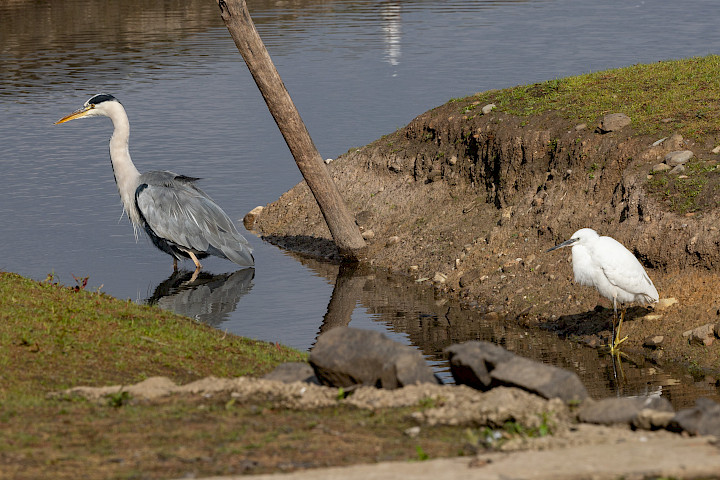 Little Egret And Grey Heron, 1/250 sec, f/11.0, 300 mm, ISO 100