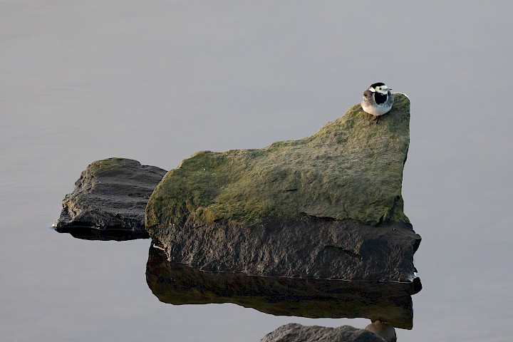 Pied Wagtail, 1/640 sec, f/7.1, 500 mm, ISO 1600