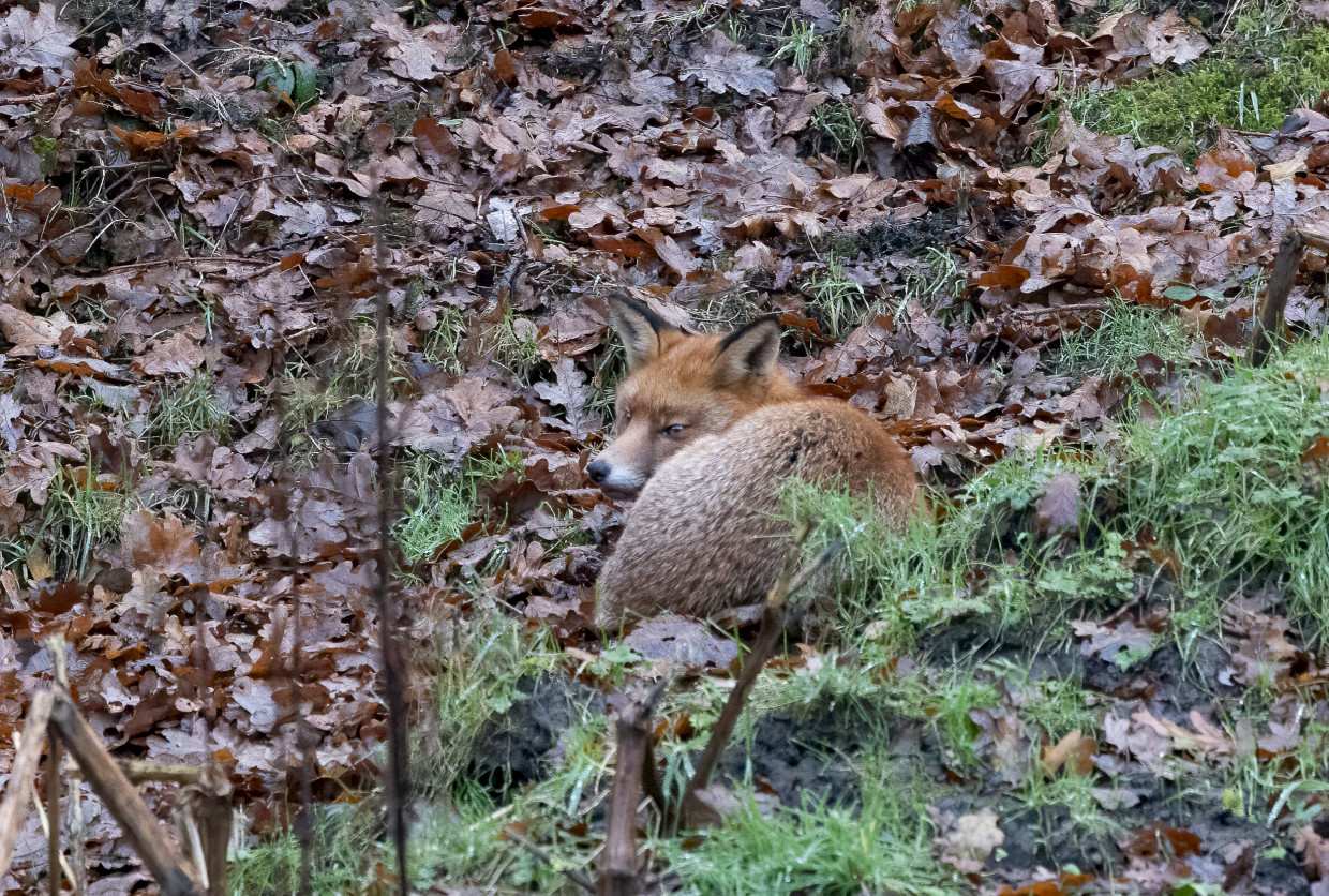 Fox, 1/640 sec, f/7.1, 500 mm, ISO 10000