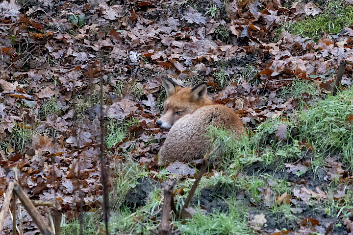 Fox, 1/640 sec, f/7.1, 500 mm, ISO 10000