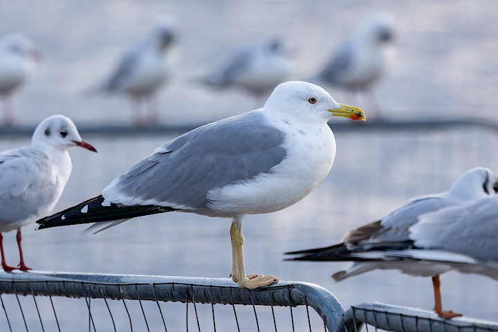 Yellow-legged Gull, 1/640 sec, f/7.1, 500 mm, ISO 1000