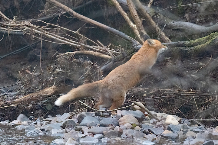 Fox, 1/200 sec, f/7.1, 500 mm, ISO 25600