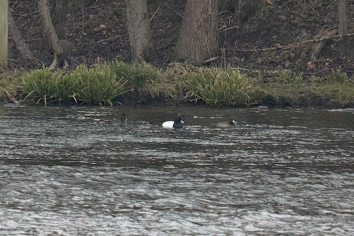 Greater Scaup, 1/640 sec, f/7.1, 472 mm, ISO 6400