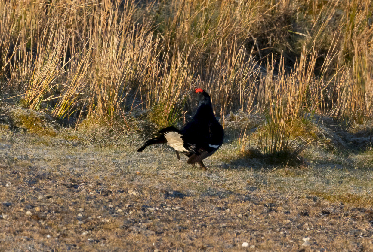 Black Grouse, 1/2000 sec, f/7.1, 500 mm, ISO 1600