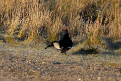 Black Grouse, 1/2000 sec, f/7.1, 500 mm, ISO 1600