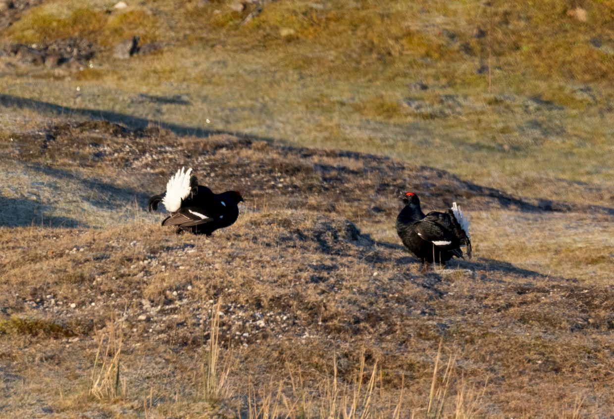 Black Grouse Lek, 1/2500 sec, f/7.1, 500 mm, ISO 2000