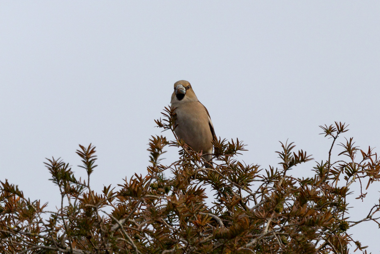 Hawfinch, 1/500 sec, f/7.1, 500 mm, ISO 400