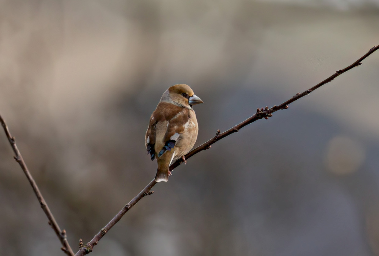Hawfinch , 1/500 sec, f/7.1, 500 mm, ISO 400