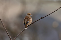 Hawfinch , 1/500 sec, f/7.1, 500 mm, ISO 400