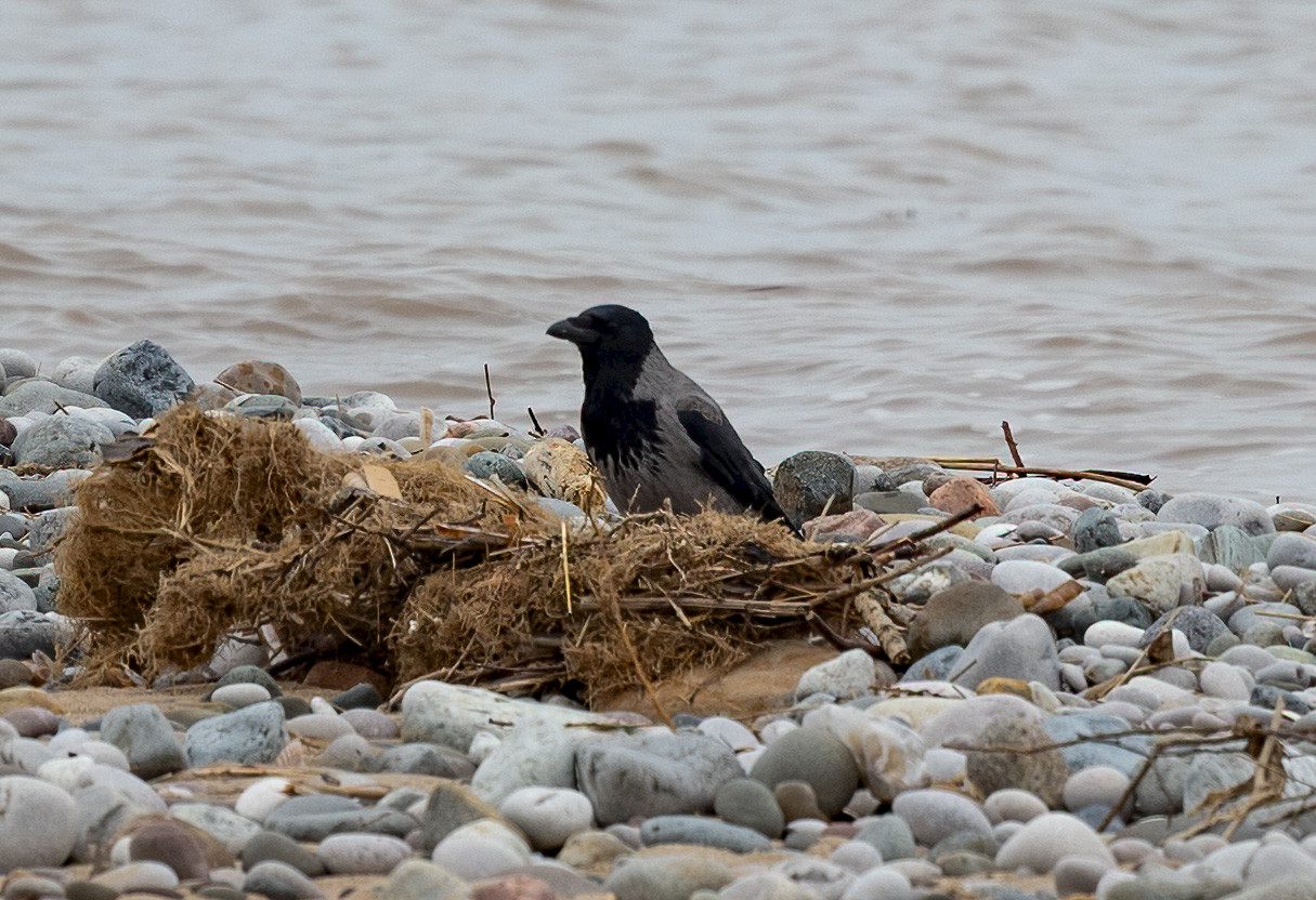 Hooded Crow, 1/640 sec, f/7.1, 500 mm, ISO 800