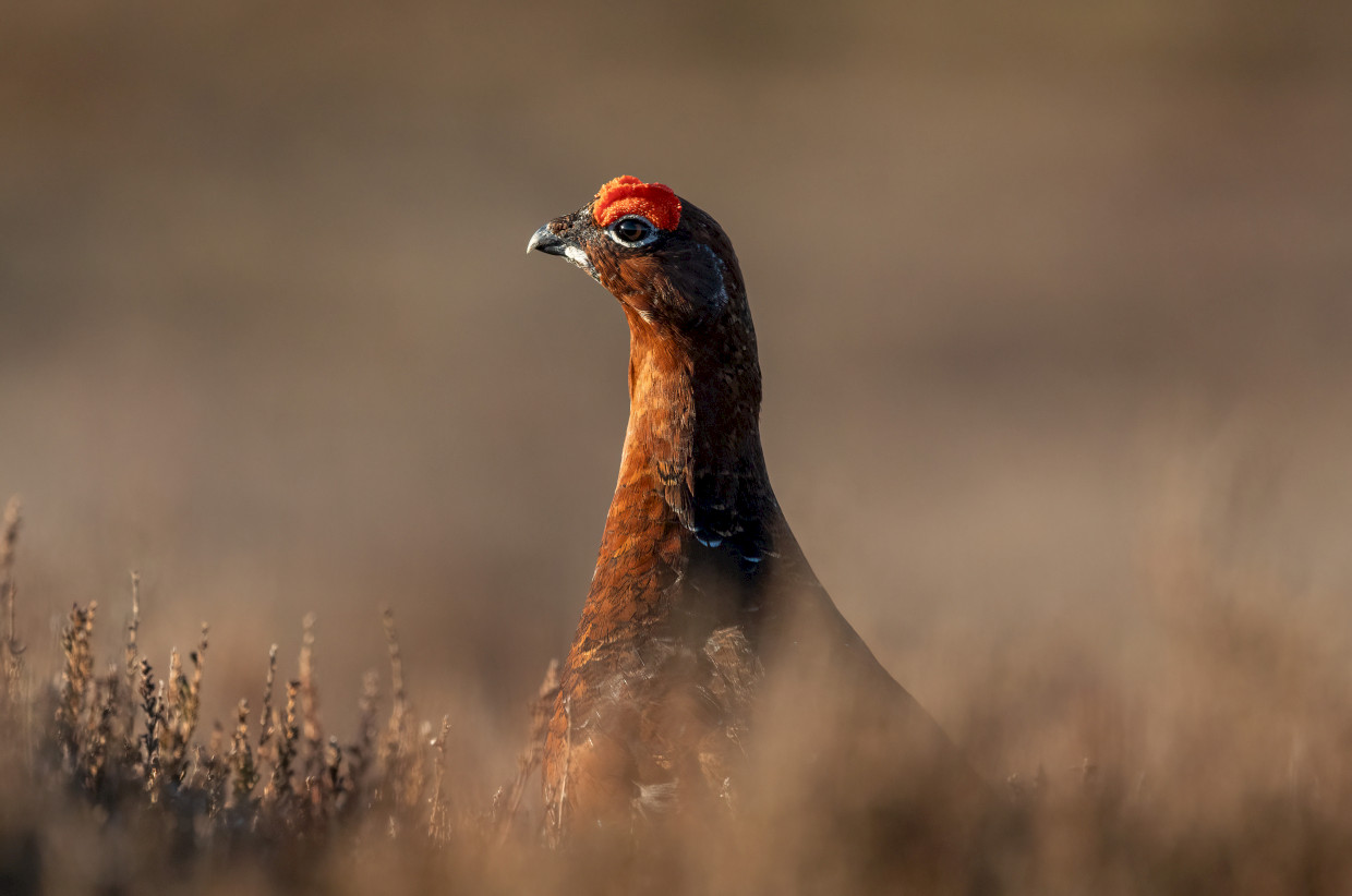 Red Grouse, 1/2500 sec, f/7.1, 500 mm, ISO 2500