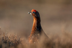 Red Grouse, 1/2500 sec, f/7.1, 500 mm, ISO 2500