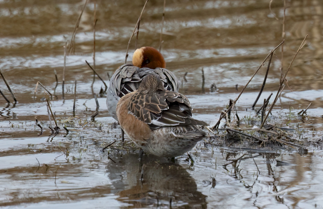 Wigeon, 1/640 sec, f/7.1, 500 mm, ISO 1600