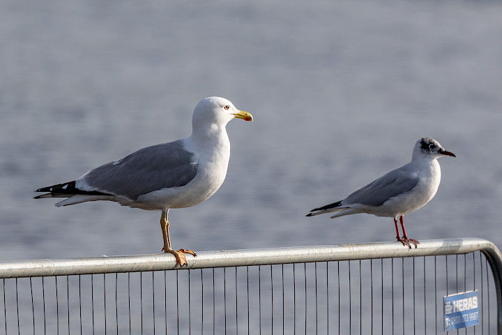 Yellow-legged Gull, 1/640 sec, f/7.1, 500 mm, ISO 125