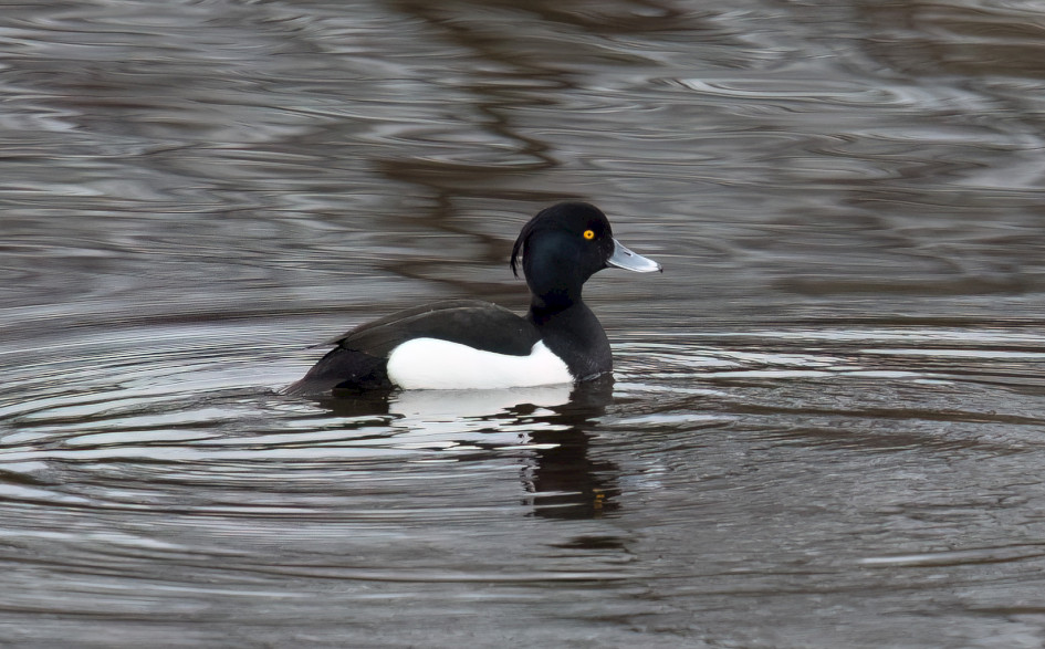 Tufted Duck, 1/500 sec, f/7.1, 500 mm, ISO 2000