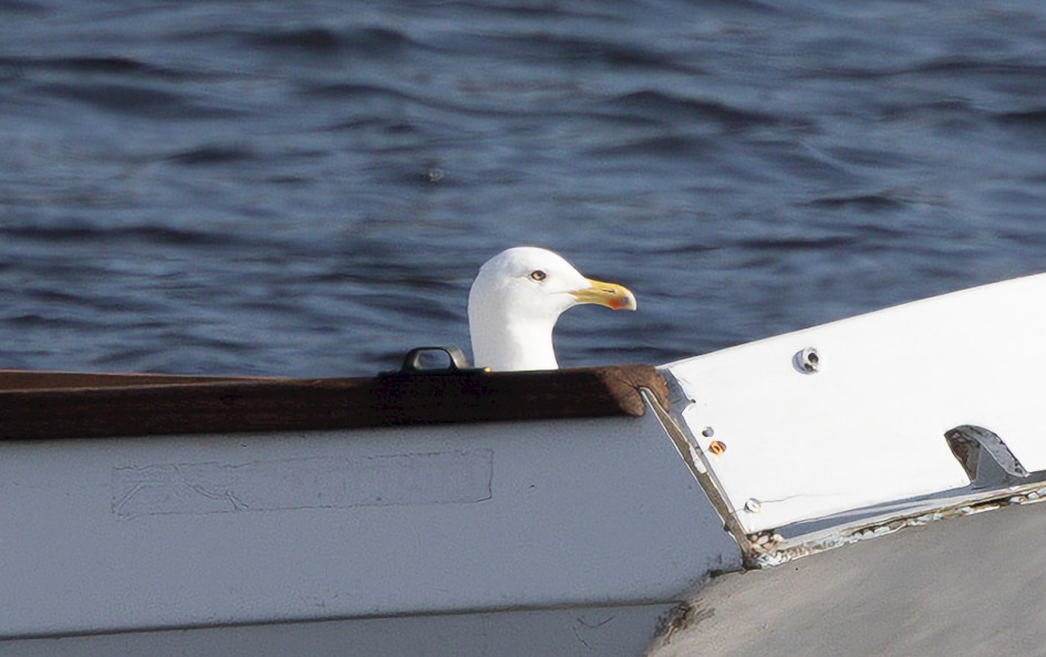 Yellow-legged Gull, 1/400 sec, f/7.1, 500 mm, ISO 100