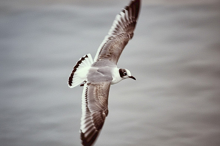 Franklins Gull