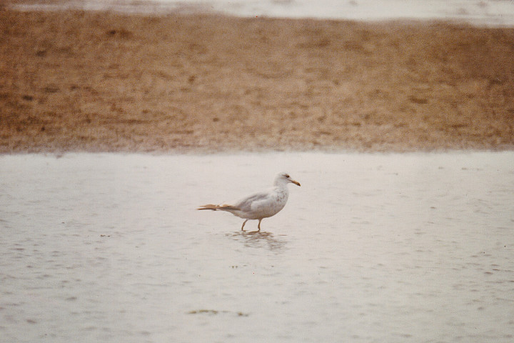 Ring-billed Gull
