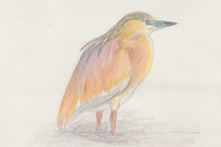 Squacco Heron