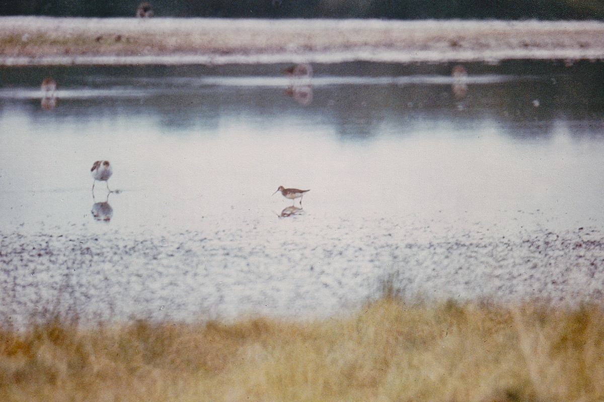 Broad-billed Sandpiper