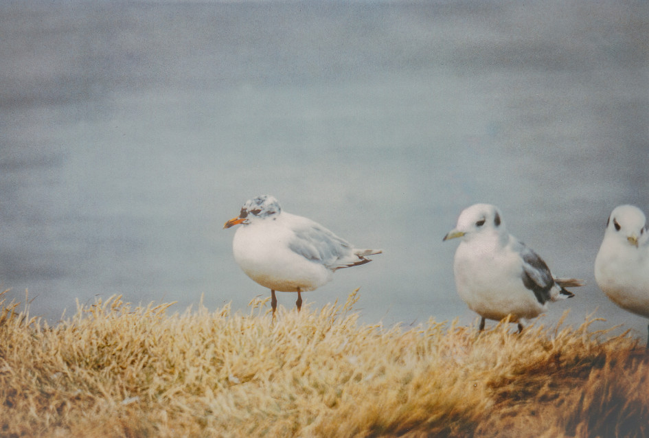 Med Gull - 2nd Summer