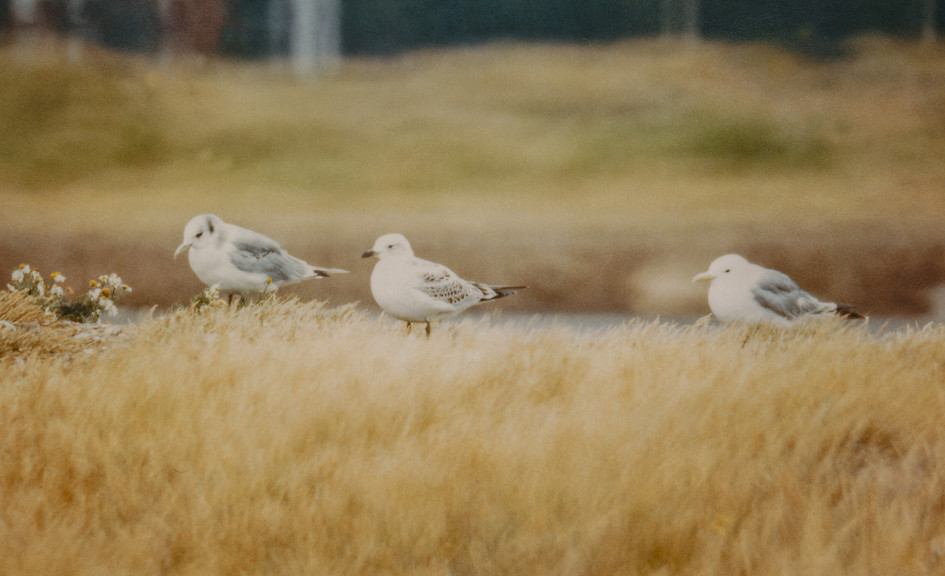 Med Gull - Juvenile