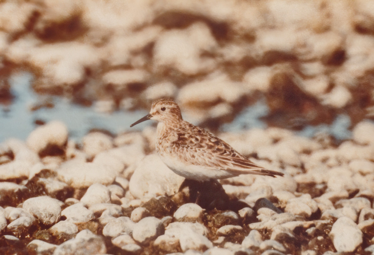 Bairds Sandpiper
