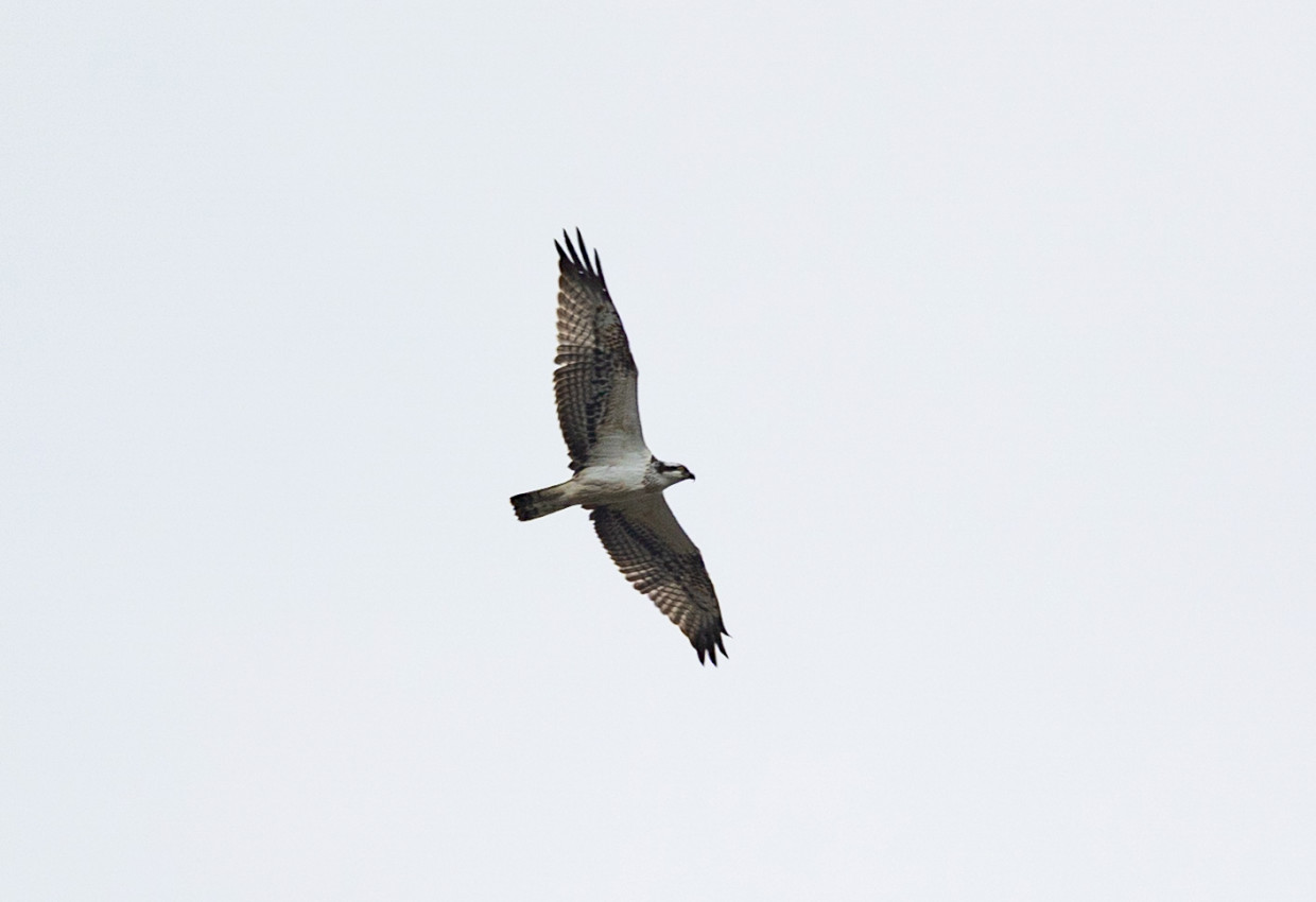 Osprey, 1/640 sec, f/7.1, 500 mm, ISO 160