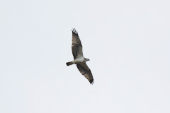 Osprey, 1/640 sec, f/7.1, 500 mm, ISO 160