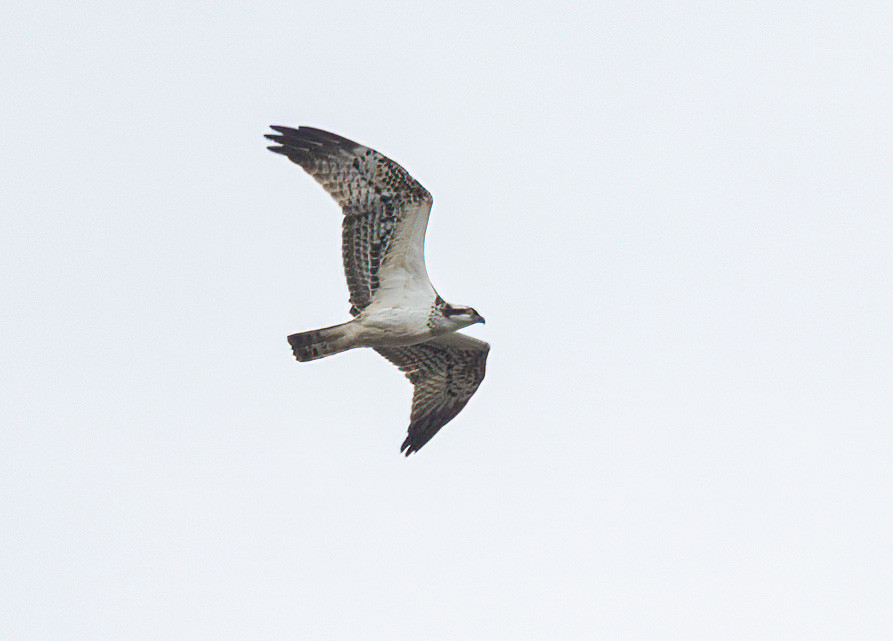 Osprey , 1/640 sec, f/7.1, 500 mm, ISO 160