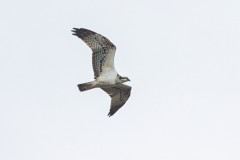 Osprey , 1/640 sec, f/7.1, 500 mm, ISO 160