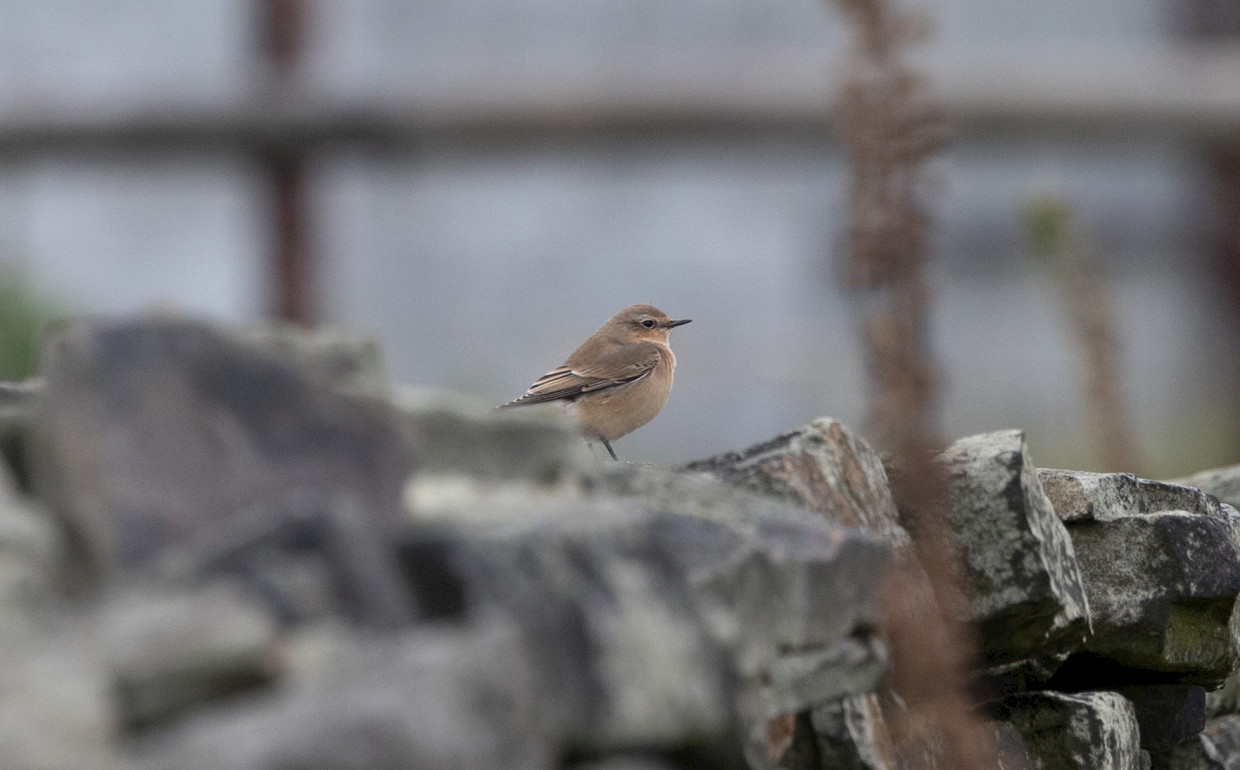 Wheatear, 1/500 sec, f/7.1, 500 mm, ISO 1000