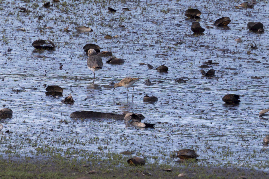 Ruff, 1/640 sec, f/7.1, 500 mm, ISO 400